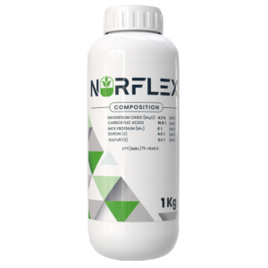 نور فليكس 🇪🇸